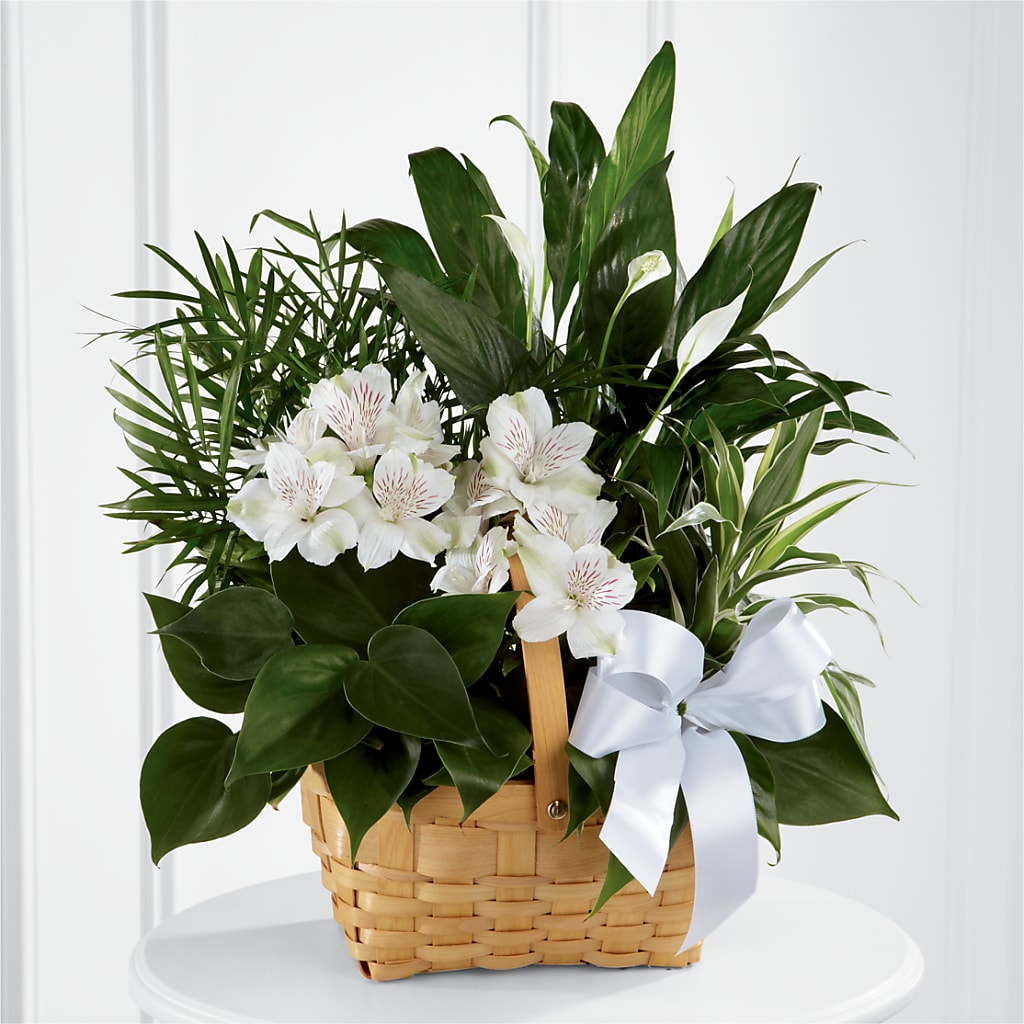 Peace & Serenity Dishgarden – Dallas House Of Flowers, Dallas TX