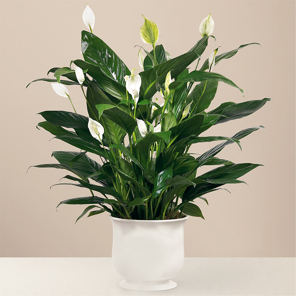 Comfort Planter – Dallas House Of Flowers, Dallas TX