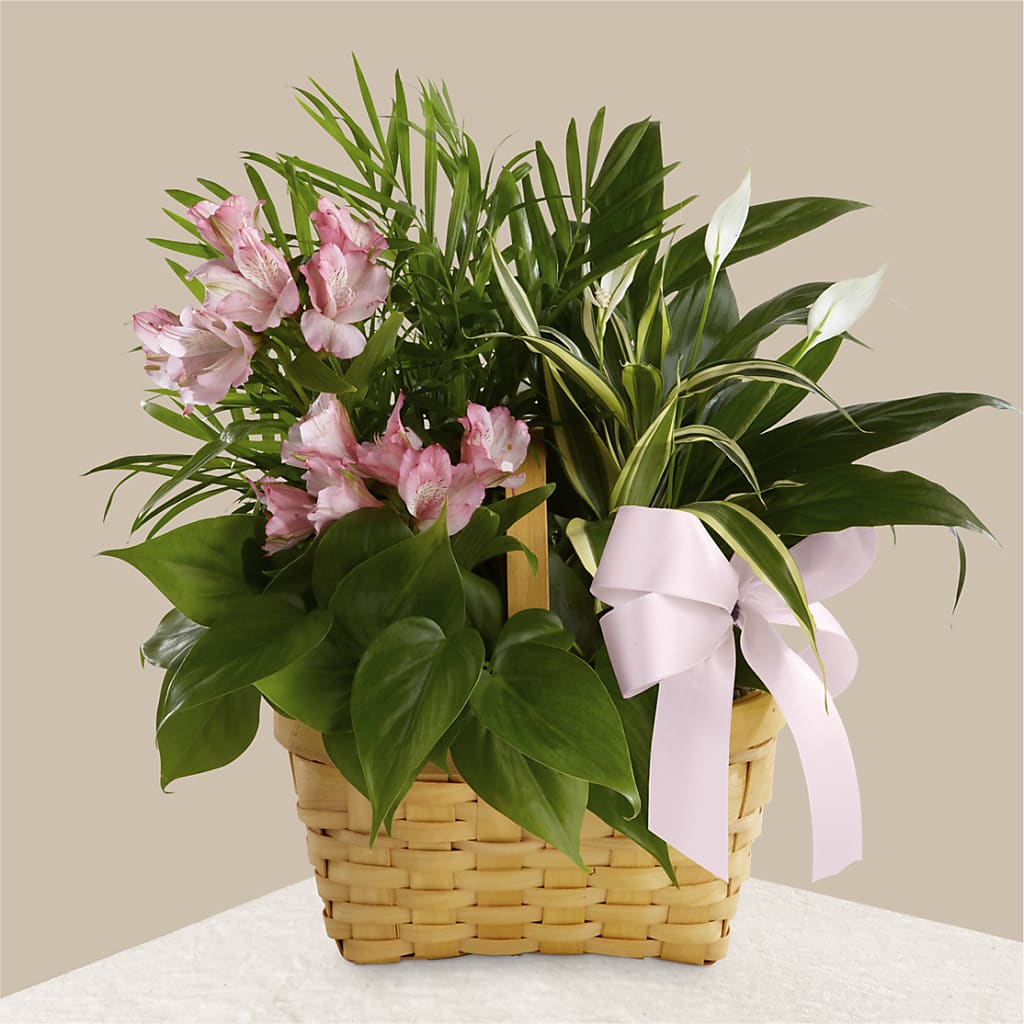 Living Spirit Dishgarden – Dallas House Of Flowers, Dallas TX