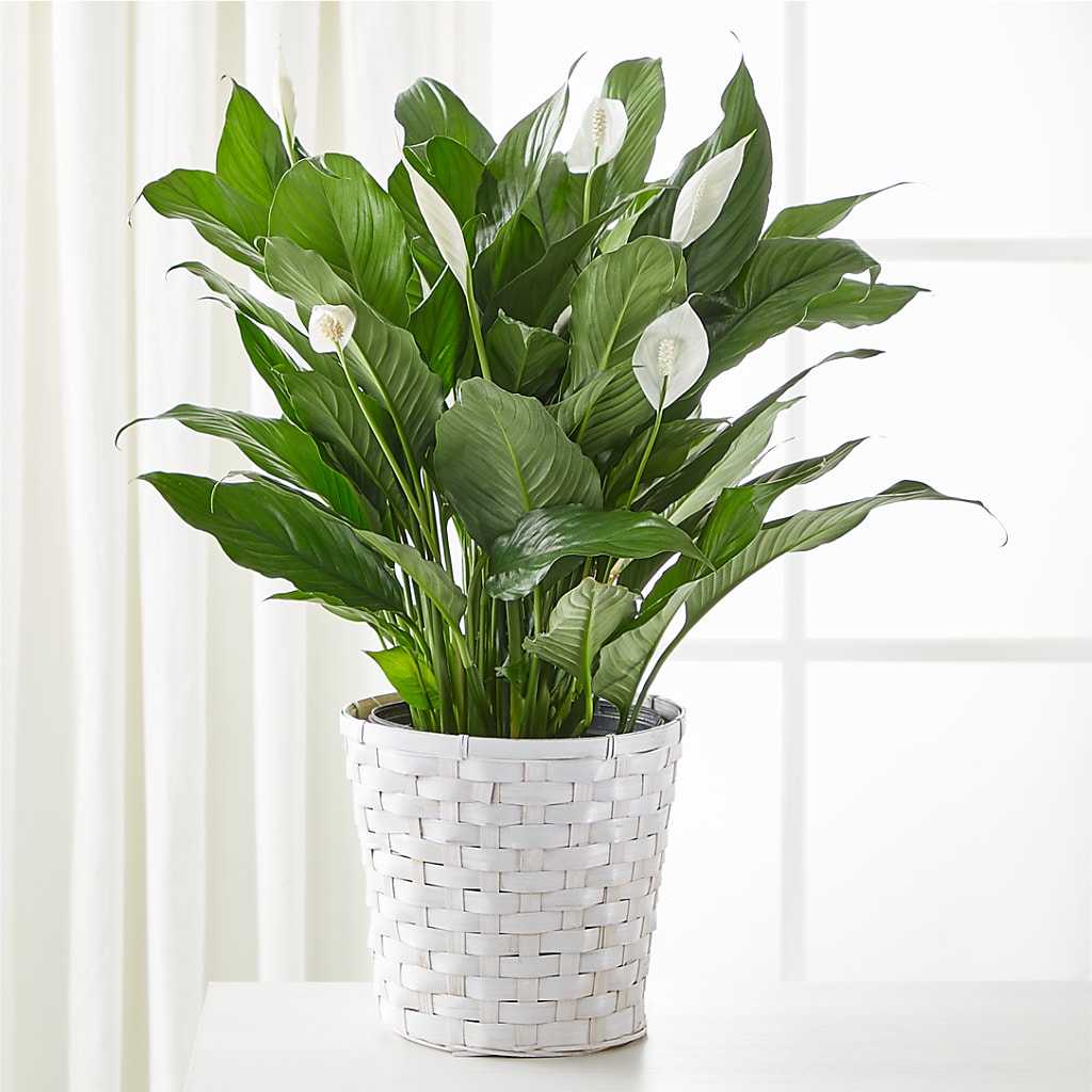 A New Leaf Peace Lily – Dallas House Of Flowers, Dallas TX