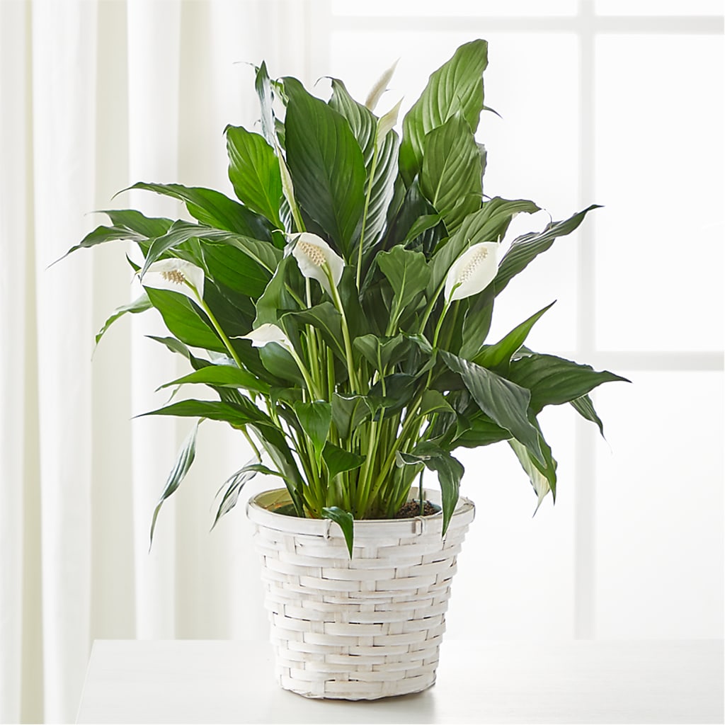 A New Leaf Peace Lily – Dallas House Of Flowers, Dallas TX