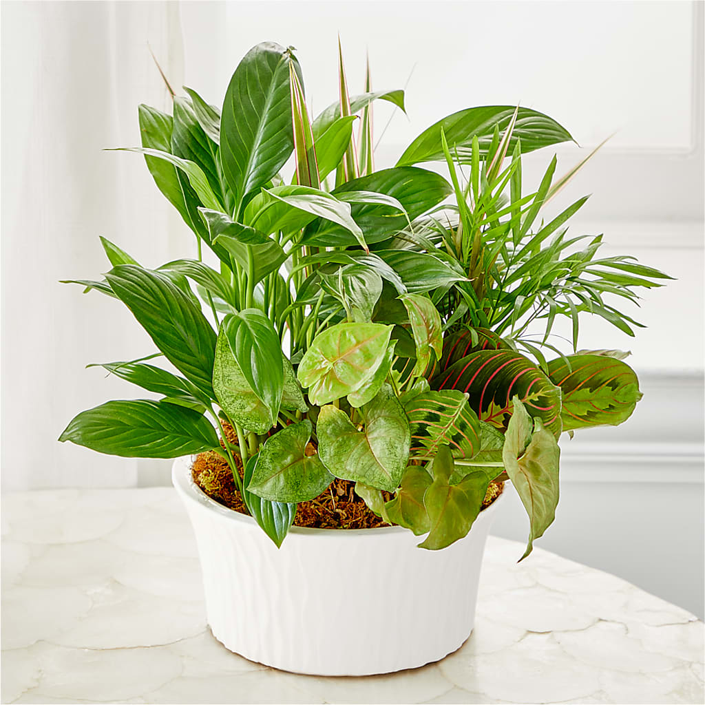 Balance & Harmony Dishgarden – Dallas House Of Flowers, Dallas TX