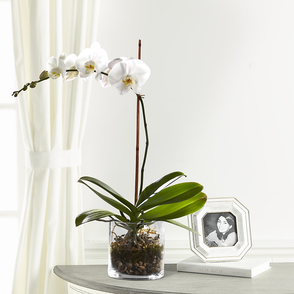 White Orchid Planter – Dallas House Of Flowers, Dallas TX