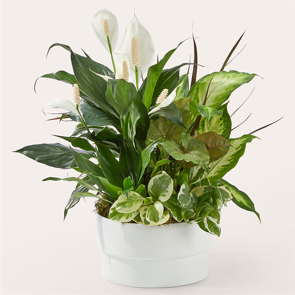 Radiating Positivity Dishgarden – Dallas House Of Flowers, Dallas TX