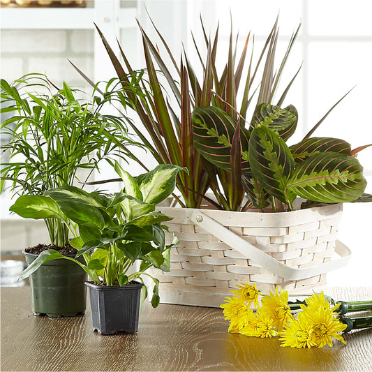 Florist Designed Blooming and Green Plants in a Basket –  Dallas House Of Flowers, Dallas TX