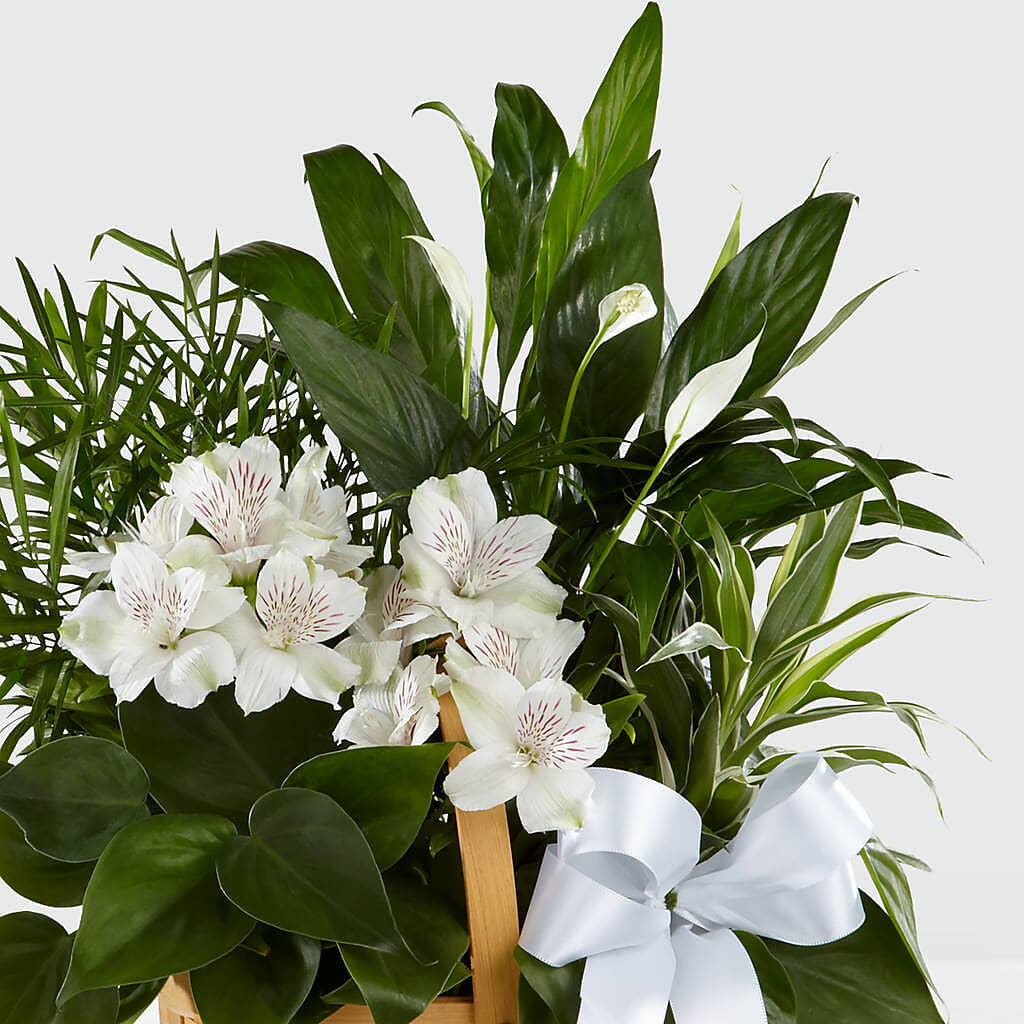 Peace & Serenity Dishgarden –  Dallas House Of Flowers, Dallas TX