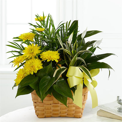 Loving Light Dishgarden –  Dallas House Of Flowers, Dallas TX