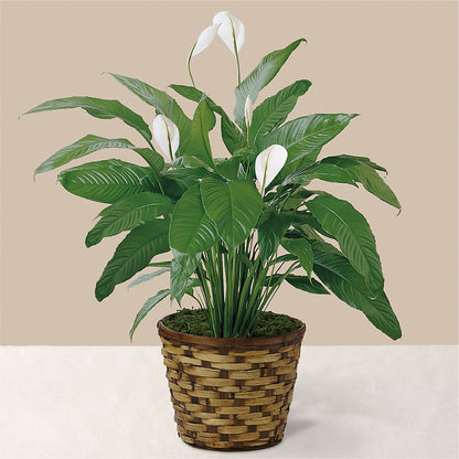 Tranquil Moments Peace Lily Plant –  Dallas House Of Flowers, Dallas TX