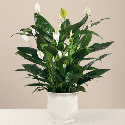 Comfort Planter –  Dallas House Of Flowers, Dallas TX