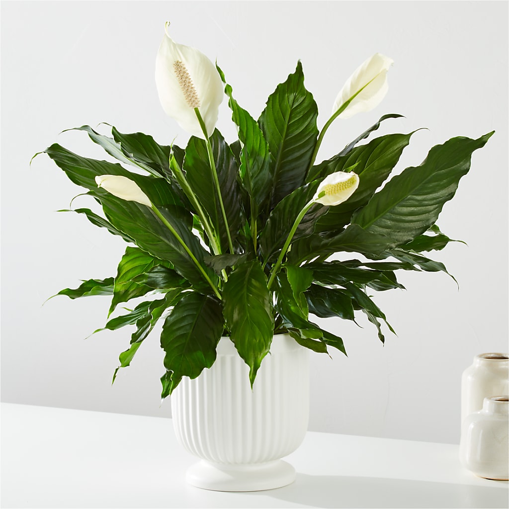 Comfort Planter –  Dallas House Of Flowers, Dallas TX