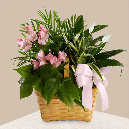 Living Spirit Dishgarden –  Dallas House Of Flowers, Dallas TX