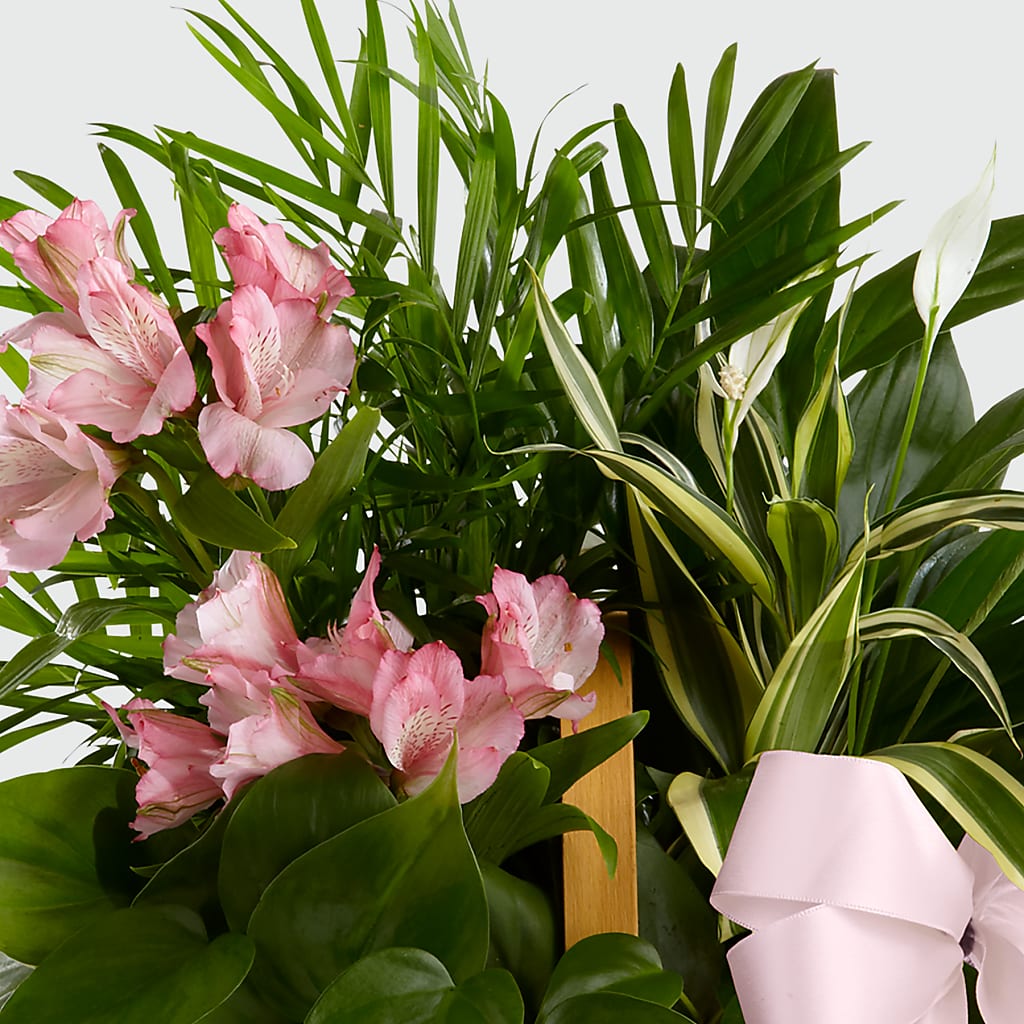Living Spirit Dishgarden –  Dallas House Of Flowers, Dallas TX