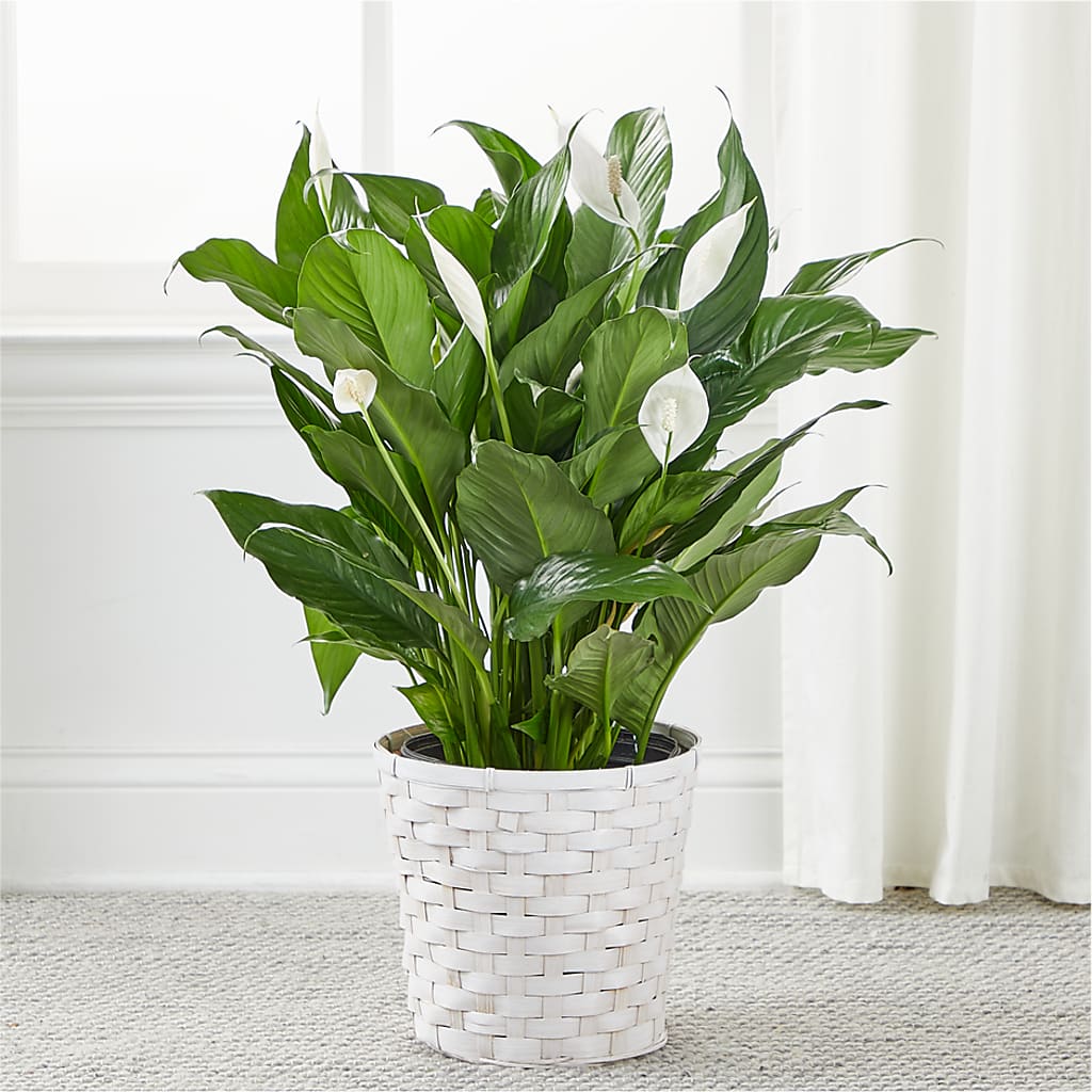 A New Leaf Peace Lily –  Dallas House Of Flowers, Dallas TX