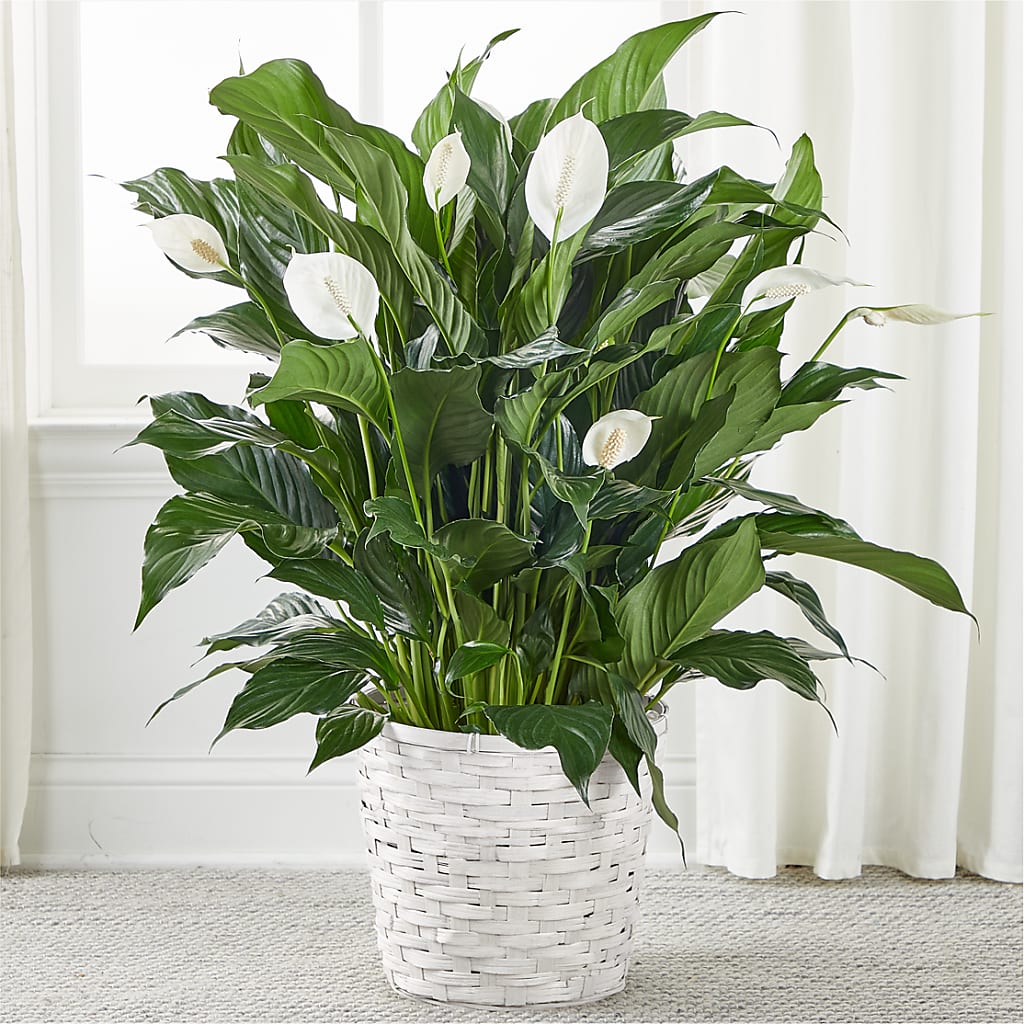 house peace lily A New Leaf Peace Lily