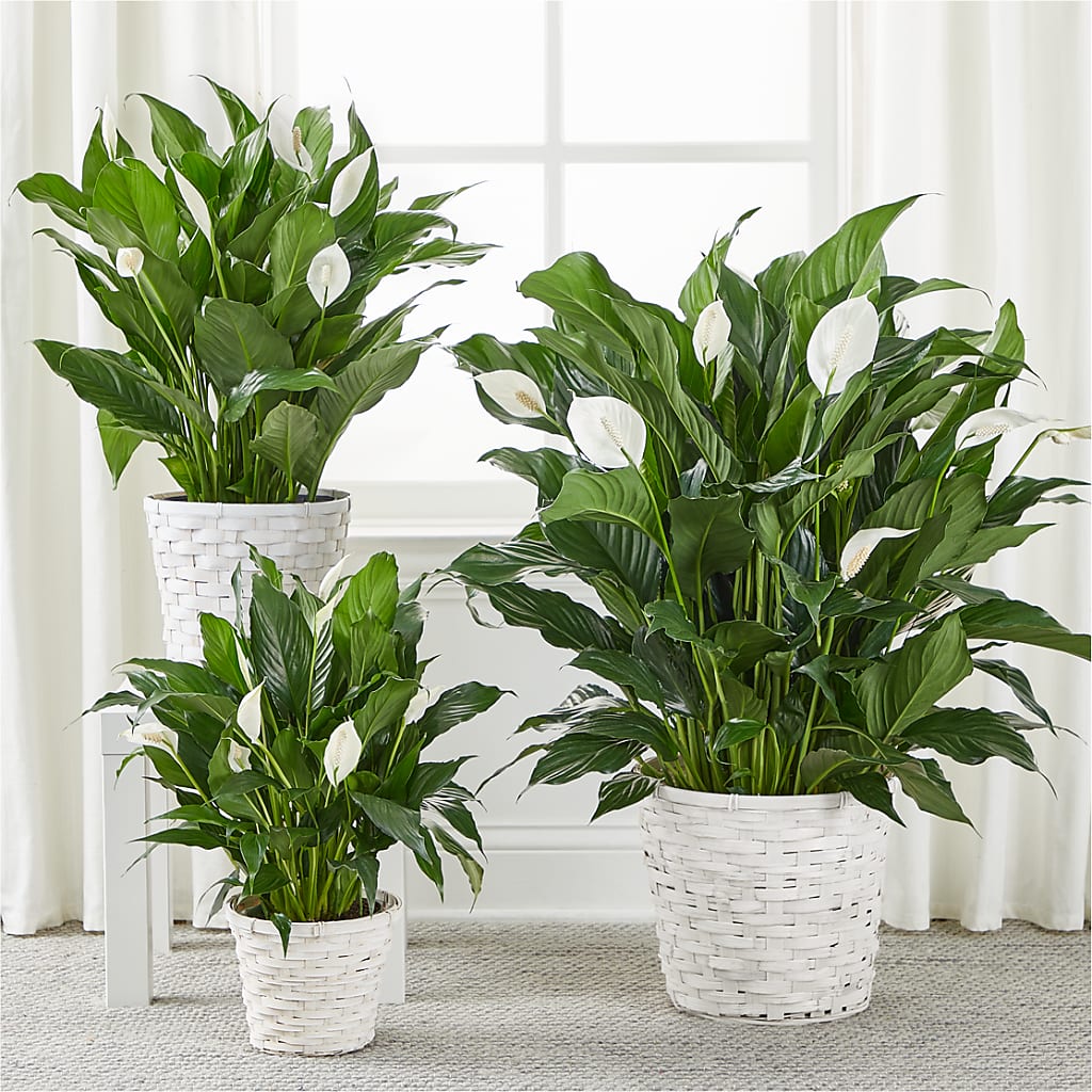A New Leaf Peace Lily –  Dallas House Of Flowers, Dallas TX