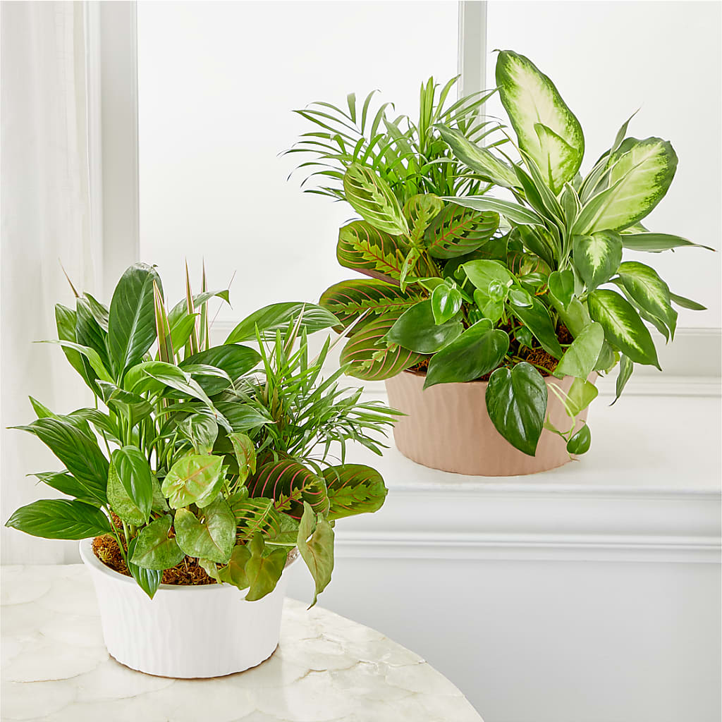 Balance & Harmony Dishgarden –  Dallas House Of Flowers, Dallas TX