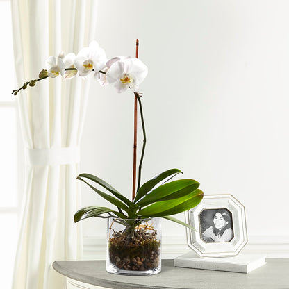 White Orchid Planter –  Dallas House Of Flowers, Dallas TX